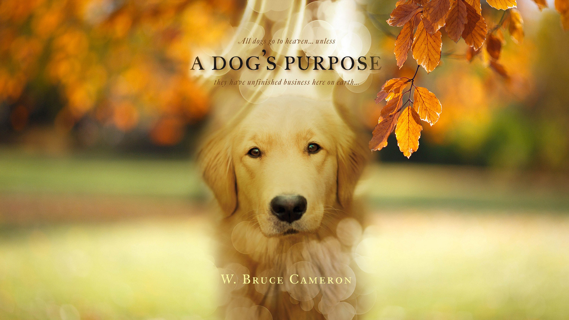 Amazing A Dog's Purpose Pictures & Backgrounds