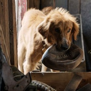 HD Quality Wallpaper | Collection: Movie, 300x300 A Dog's Purpose