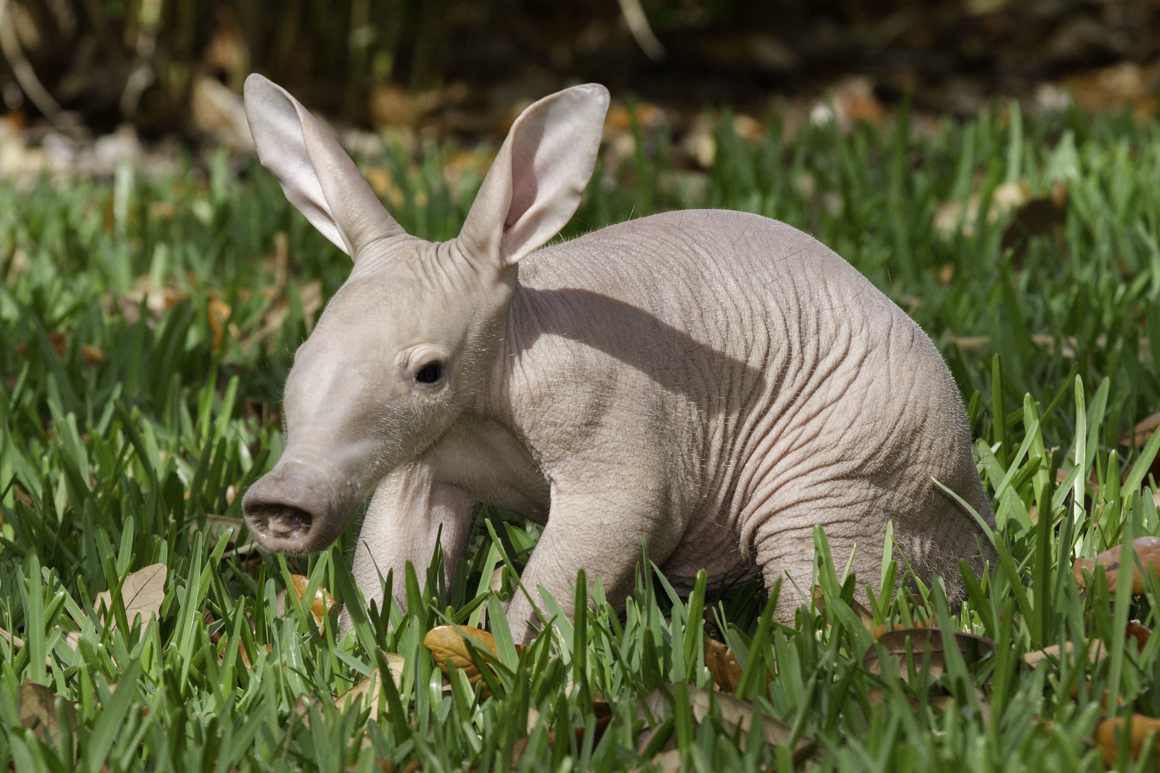 Amazing Aardvark Pictures & Backgrounds
