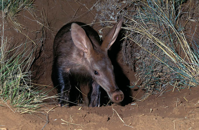 Aardvark #13
