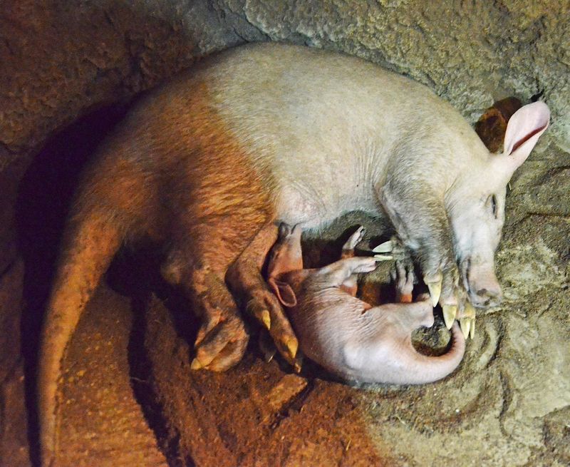 Aardvark Pics, Animal Collection