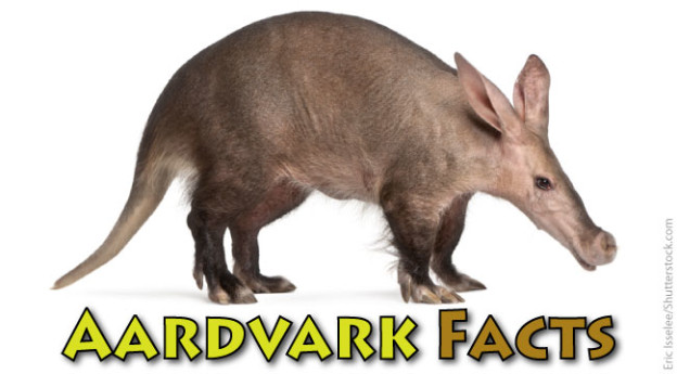 Aardvark #17