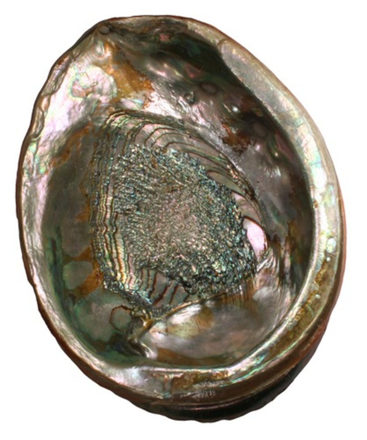 Images of Abalone | 1254x1500