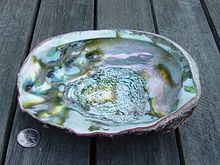 Abalone High Quality Background on Wallpapers Vista