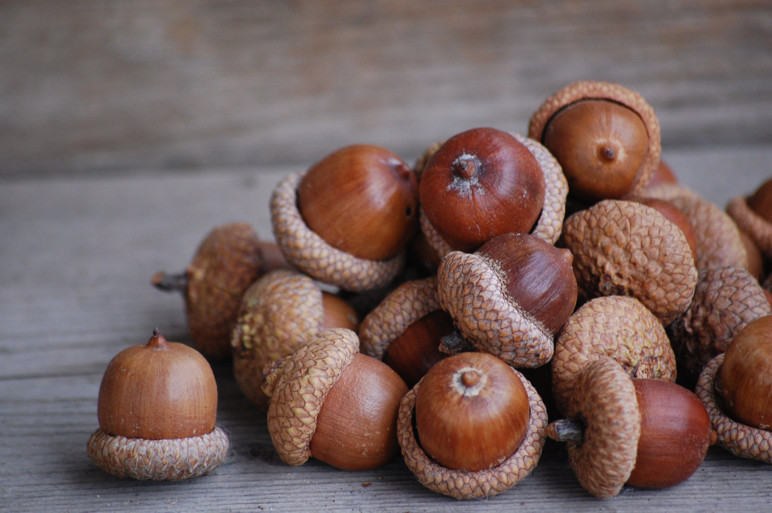 Acorn High Quality Background on Wallpapers Vista
