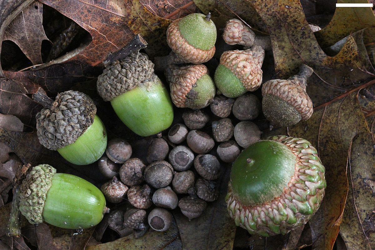 Acorn High Quality Background on Wallpapers Vista