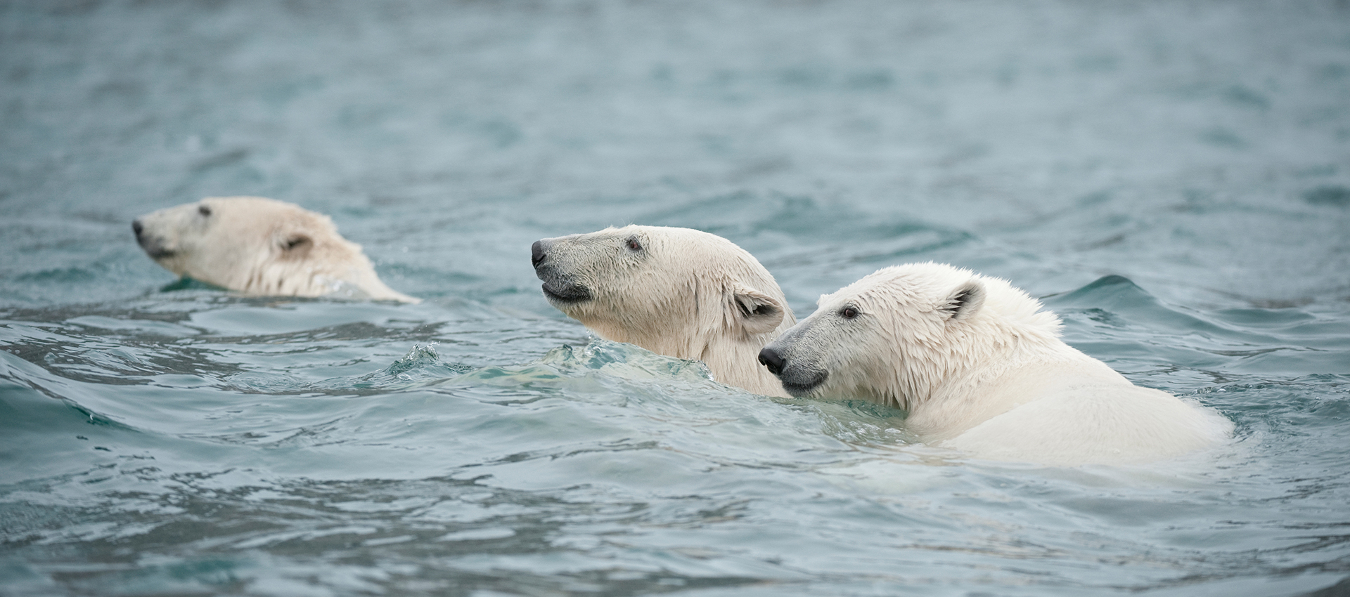 Скорость бега белого медведя. Белый медведь плывет. Белый медведь плавает. Белый медведь ныряет. Полярный медведь плывет.