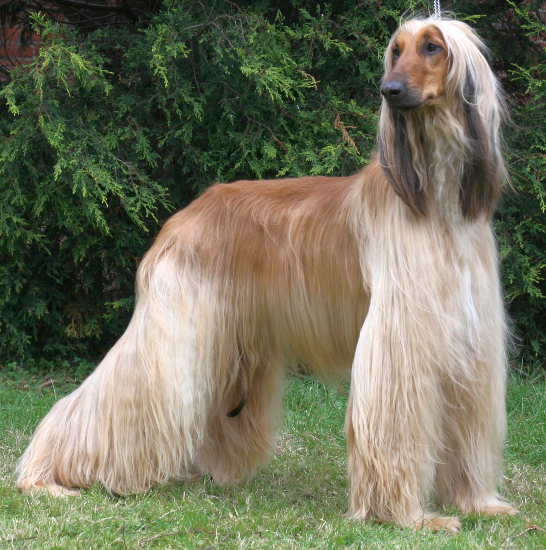 Amazing Afghan Hound Pictures & Backgrounds
