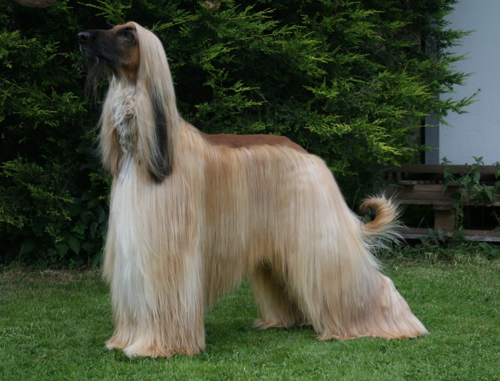 Nice wallpapers Afghan Hound 1024x781px