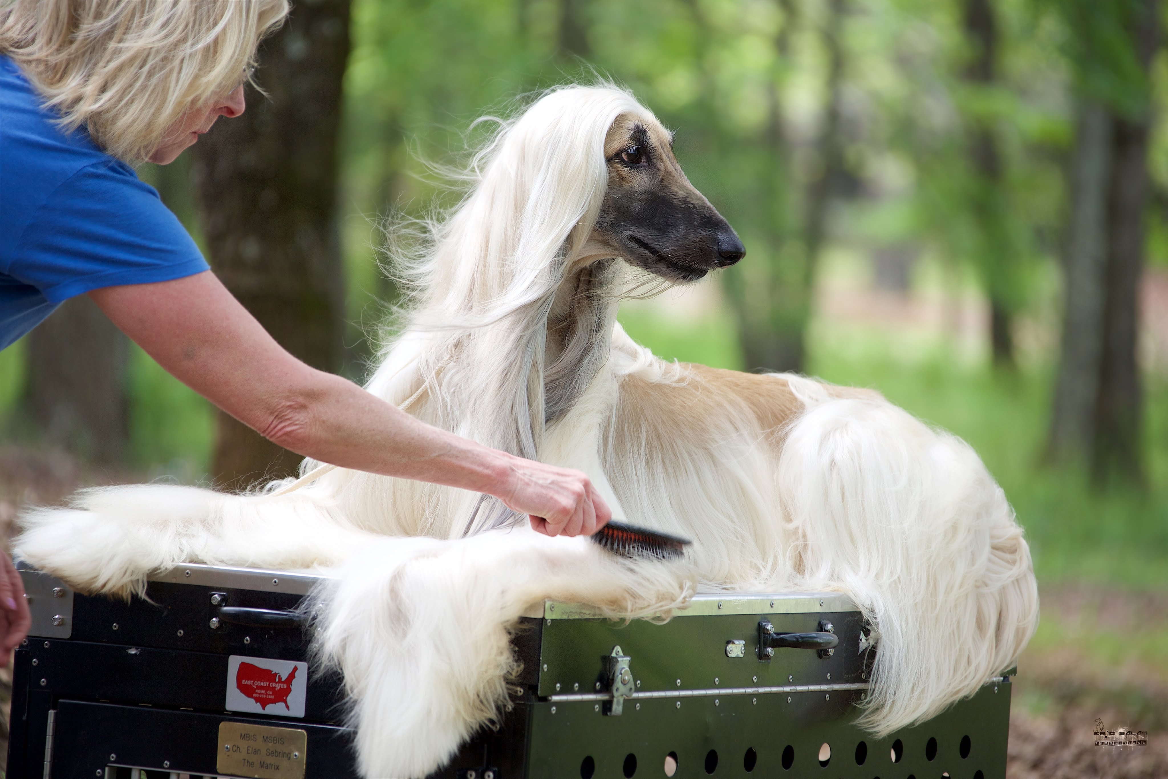 Afghan Hound Backgrounds, Compatible - PC, Mobile, Gadgets| 4096x2731 px
