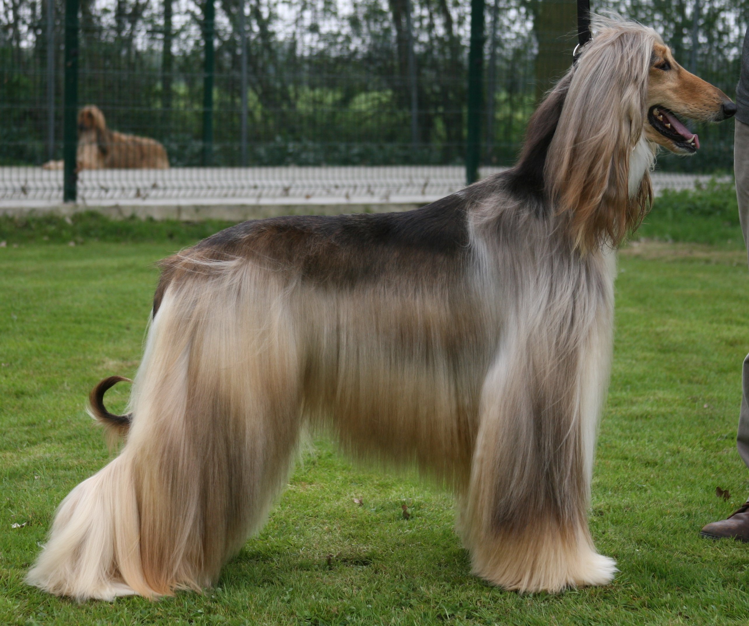 HD Quality Wallpaper | Collection: Animal, 2568x2144 Afghan Hound