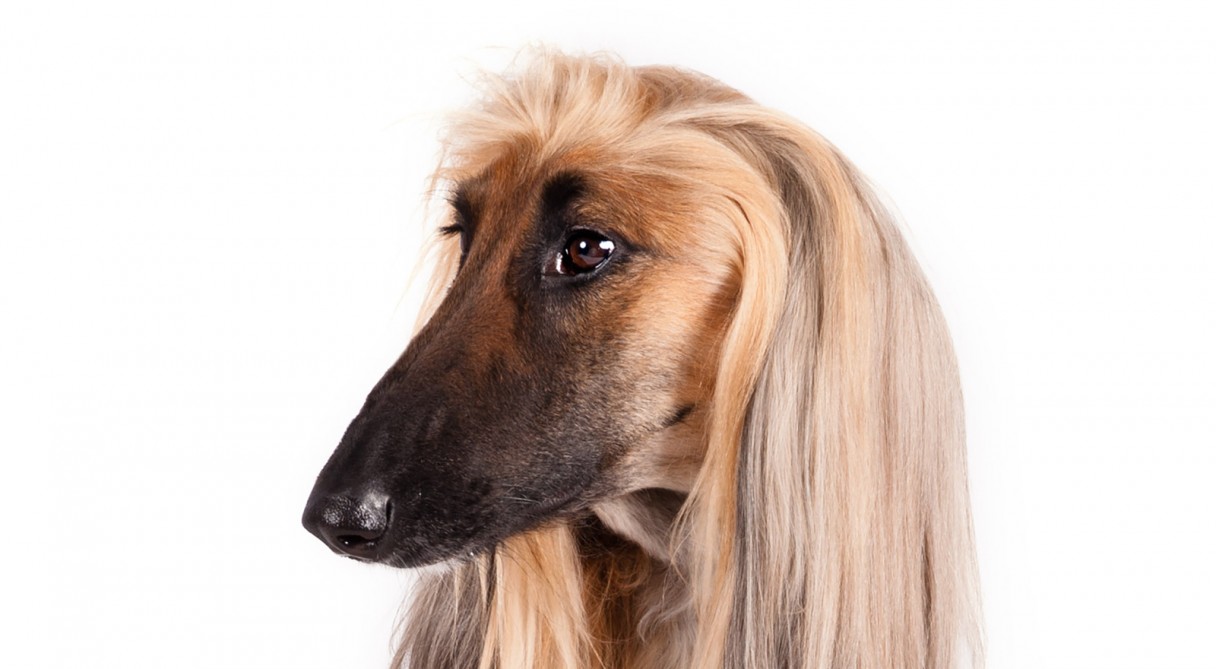 Nice Images Collection: Afghan Hound Desktop Wallpapers