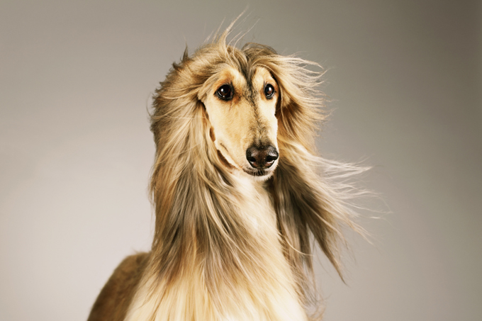 Afghan Hound High Quality Background on Wallpapers Vista