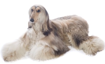 HD Quality Wallpaper | Collection: Animal, 350x212 Afghan Hound