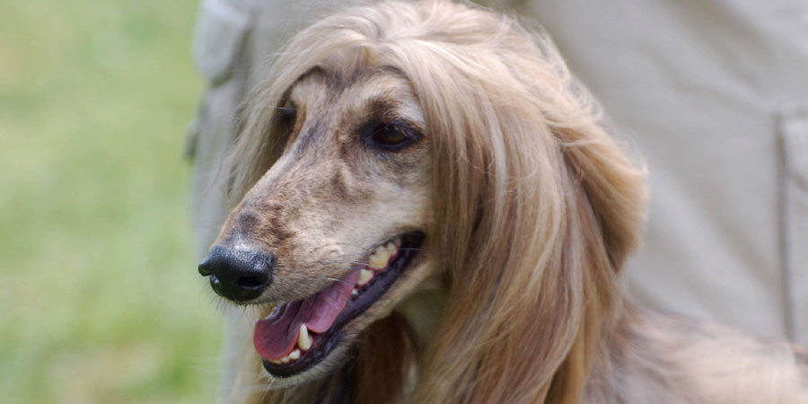 Images of Afghan Hound | 900x450