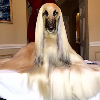 320x320 > Afghan Hound Wallpapers