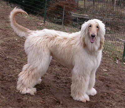 Amazing Afghan Hound Pictures & Backgrounds
