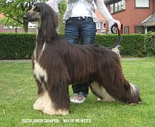 Afghan Hound Backgrounds on Wallpapers Vista