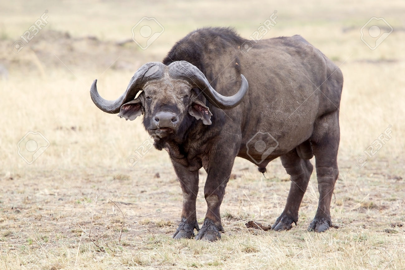 HQ African Buffalo Wallpapers | File 219.58Kb