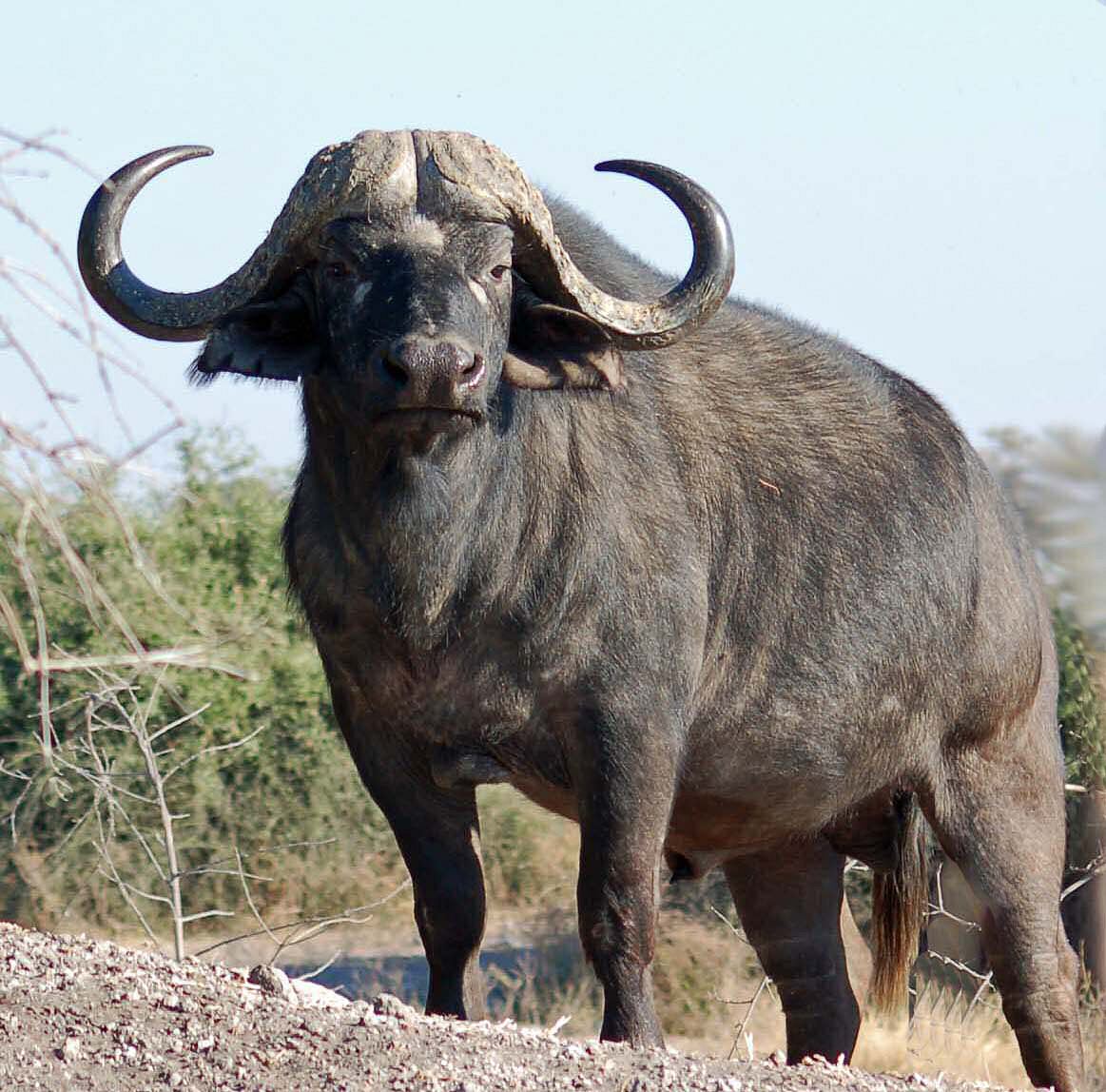 African Buffalo #1