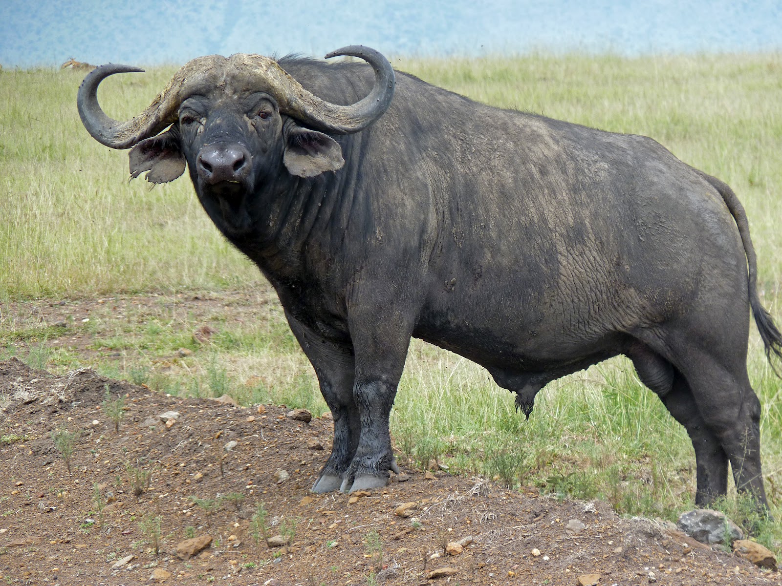 HD Quality Wallpaper | Collection: Animal, 1600x1200 African Buffalo