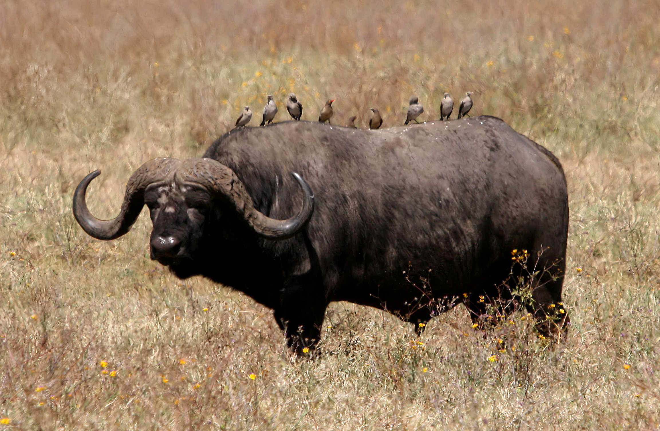 Images of African Buffalo | 2305x1505