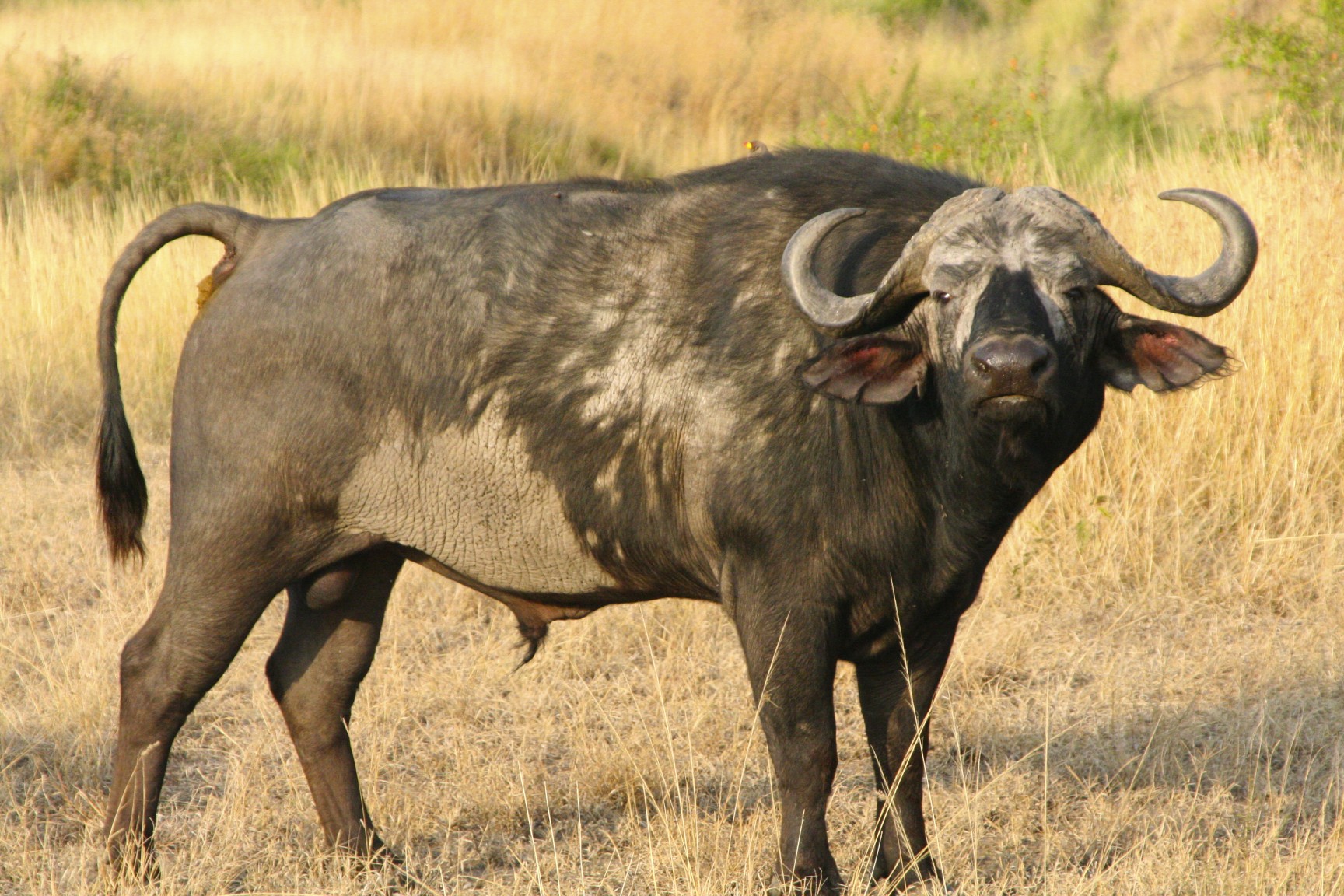 African Buffalo #2