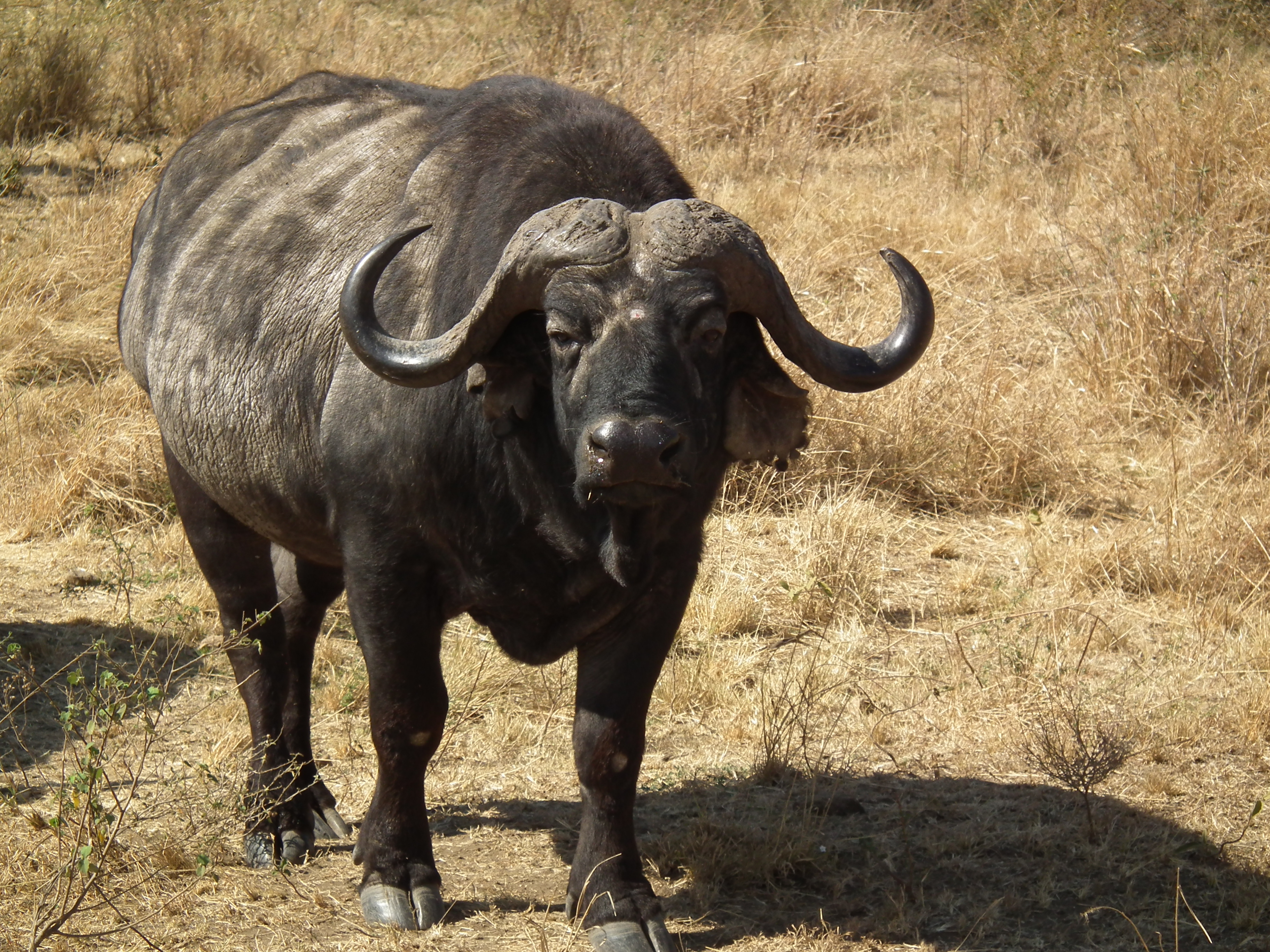 African Buffalo #9