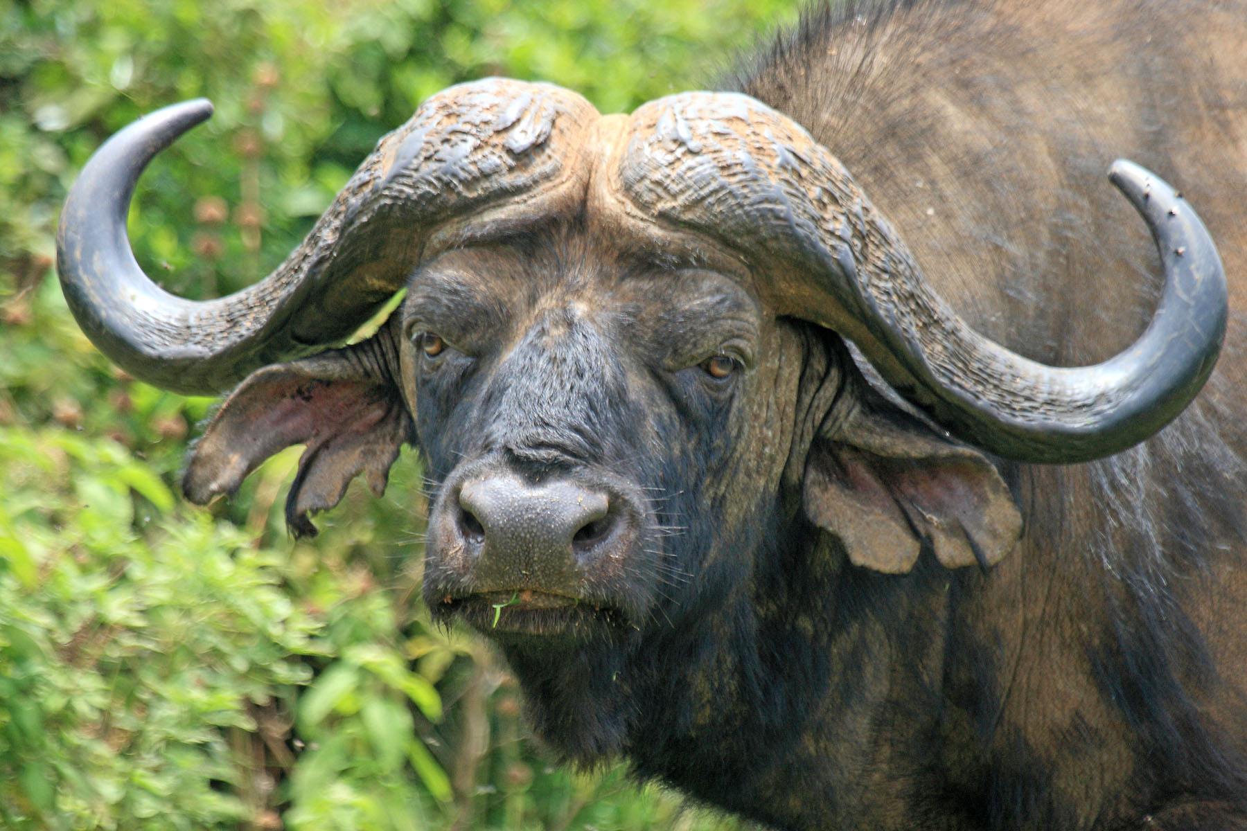 Images of African Buffalo | 1800x1200