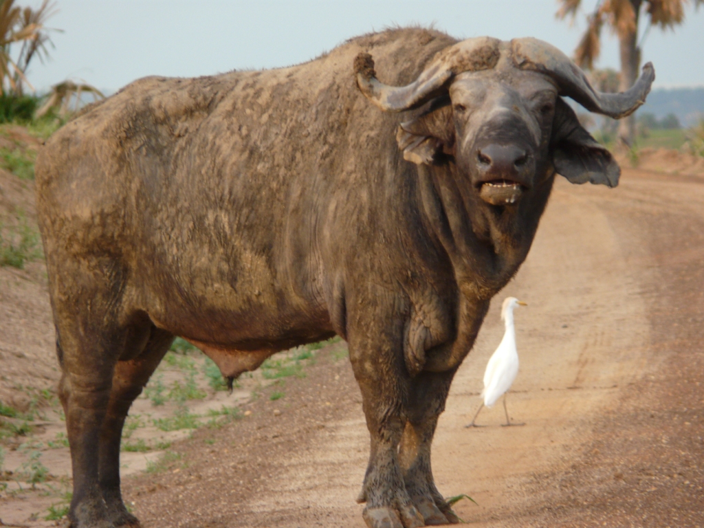 Nice Images Collection: African Buffalo Desktop Wallpapers