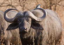 African Buffalo #11