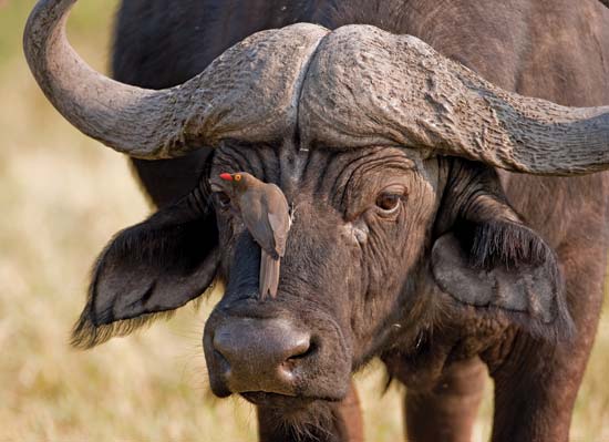HQ African Buffalo Wallpapers | File 35.49Kb