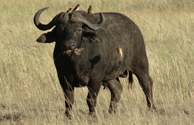 African Buffalo #18