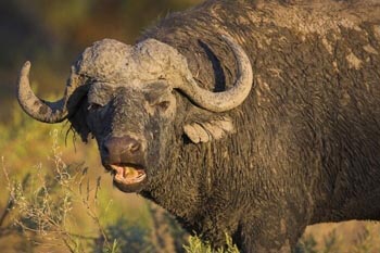 African Buffalo #21