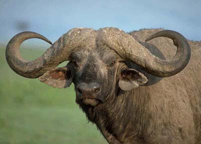 Images of African Buffalo | 400x288