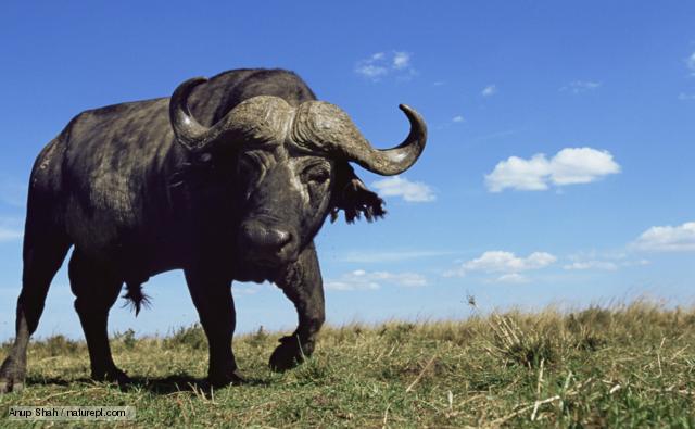 HQ African Buffalo Wallpapers | File 64.93Kb
