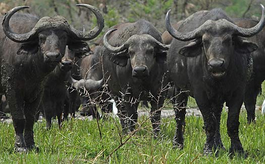 African Buffalo HD wallpapers, Desktop wallpaper - most viewed