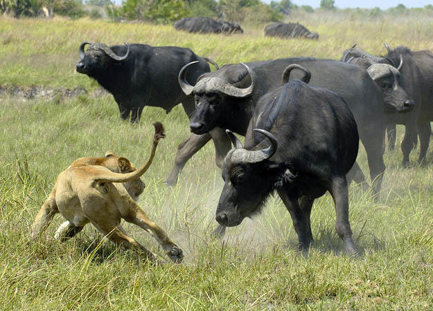Images of African Buffalo | 625x450