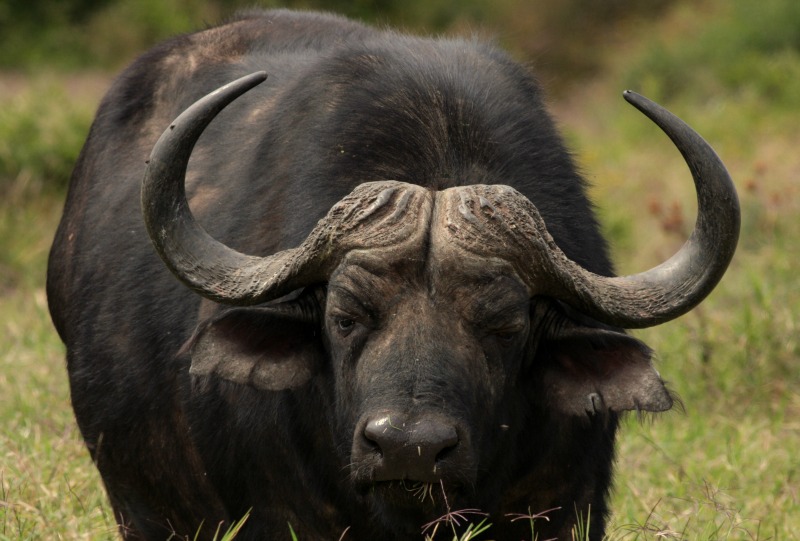 African Buffalo #16