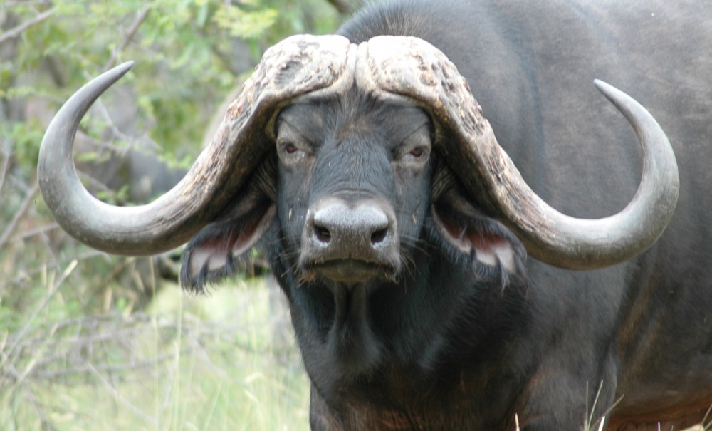 African Buffalo Backgrounds on Wallpapers Vista