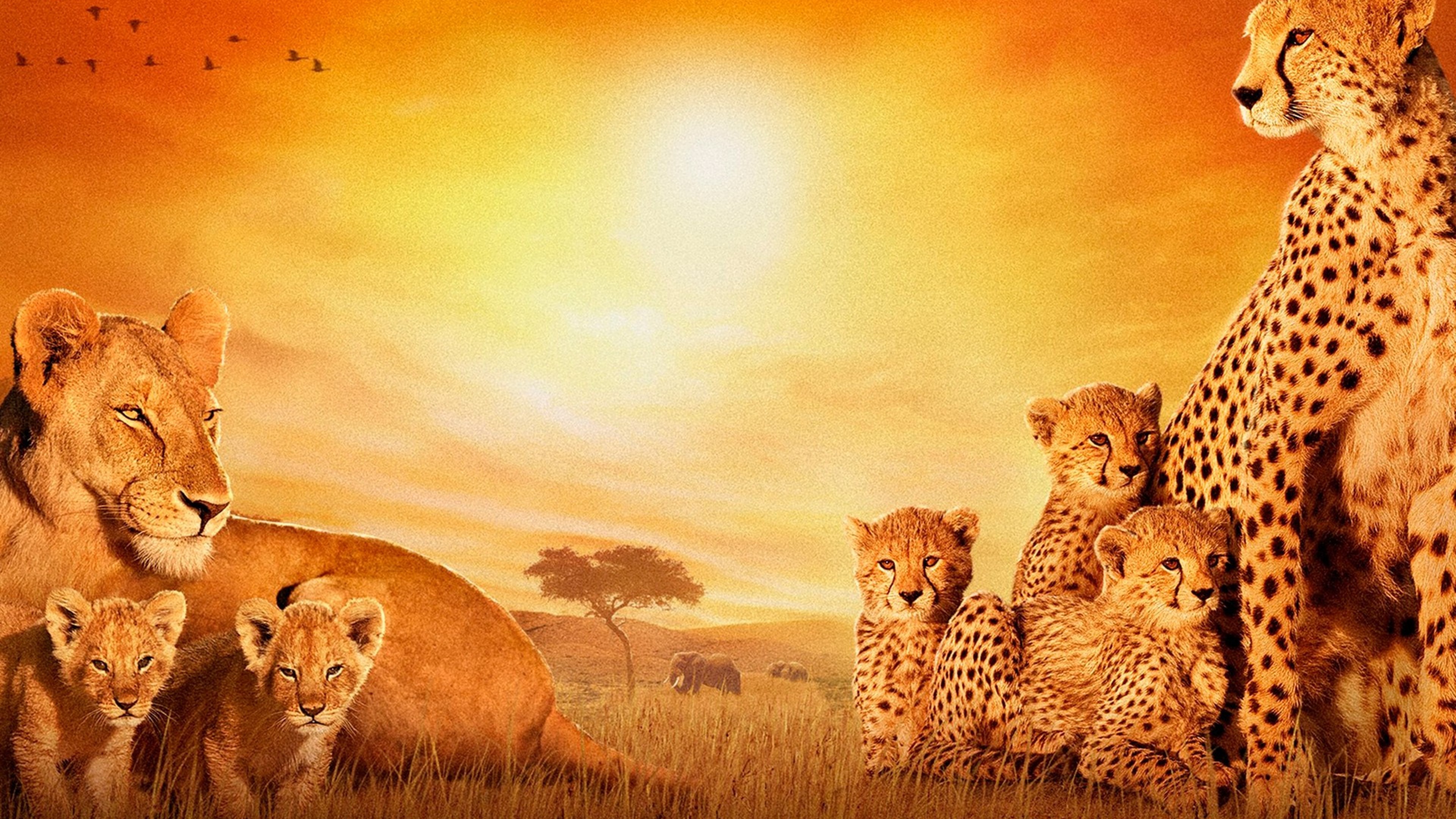 HD Quality Wallpaper | Collection: Movie, 3840x2160 African Cats