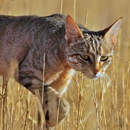 African Cats #17
