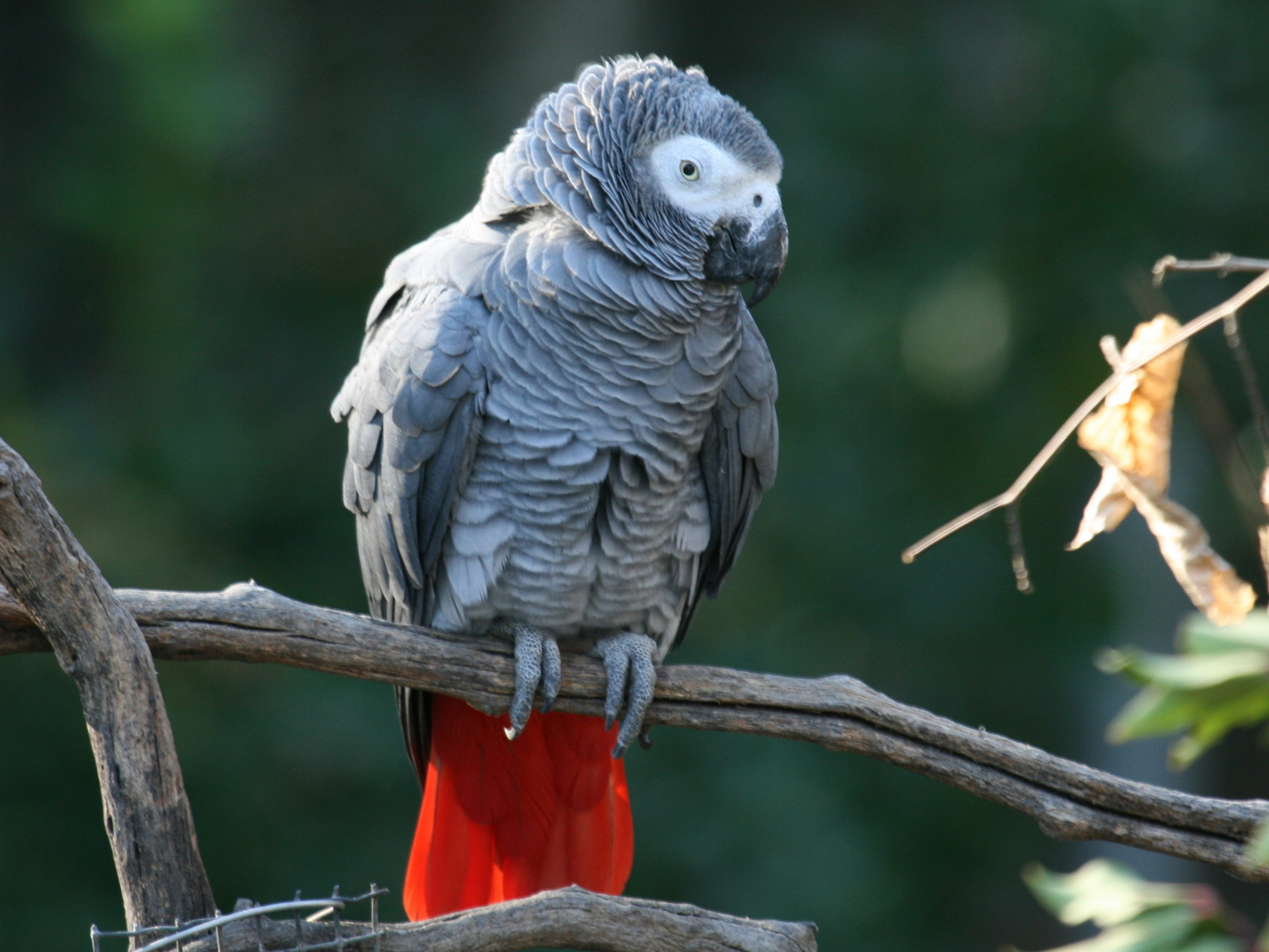 African Grey Parrot High Quality Background on Wallpapers Vista