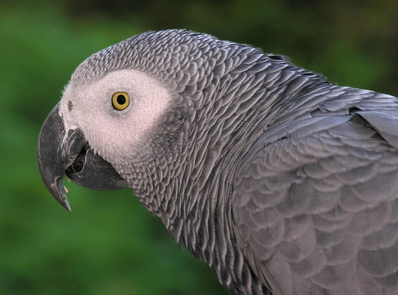African Grey Parrot Backgrounds on Wallpapers Vista