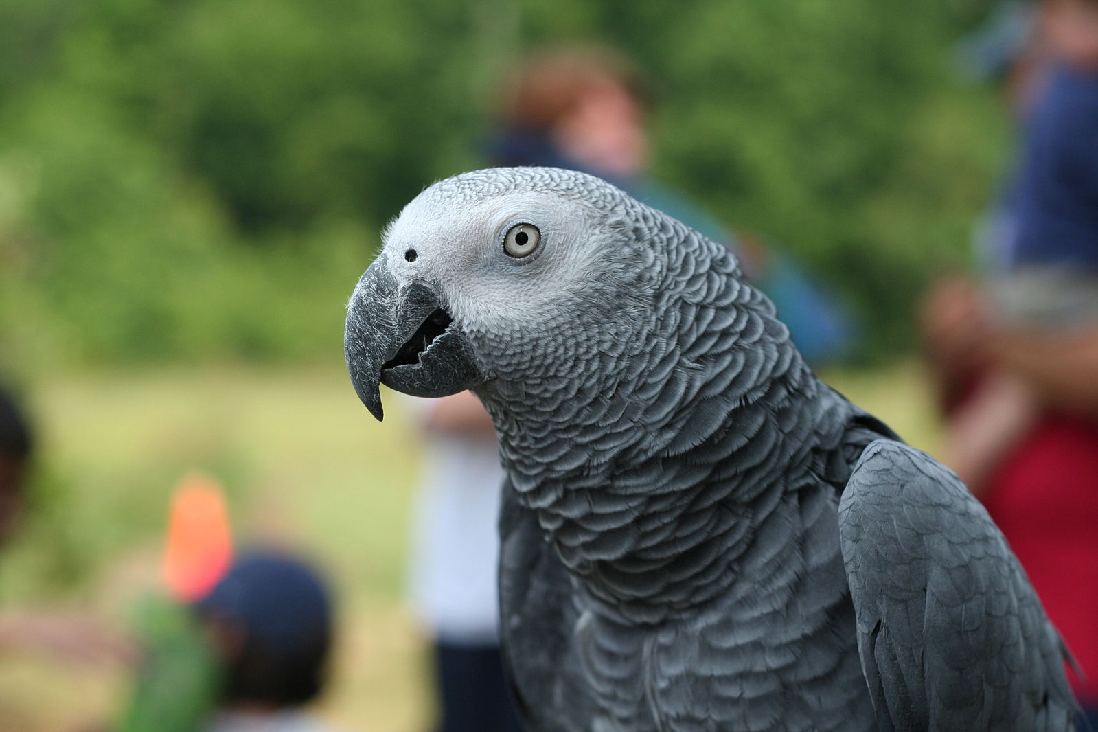 African Grey Parrot #22