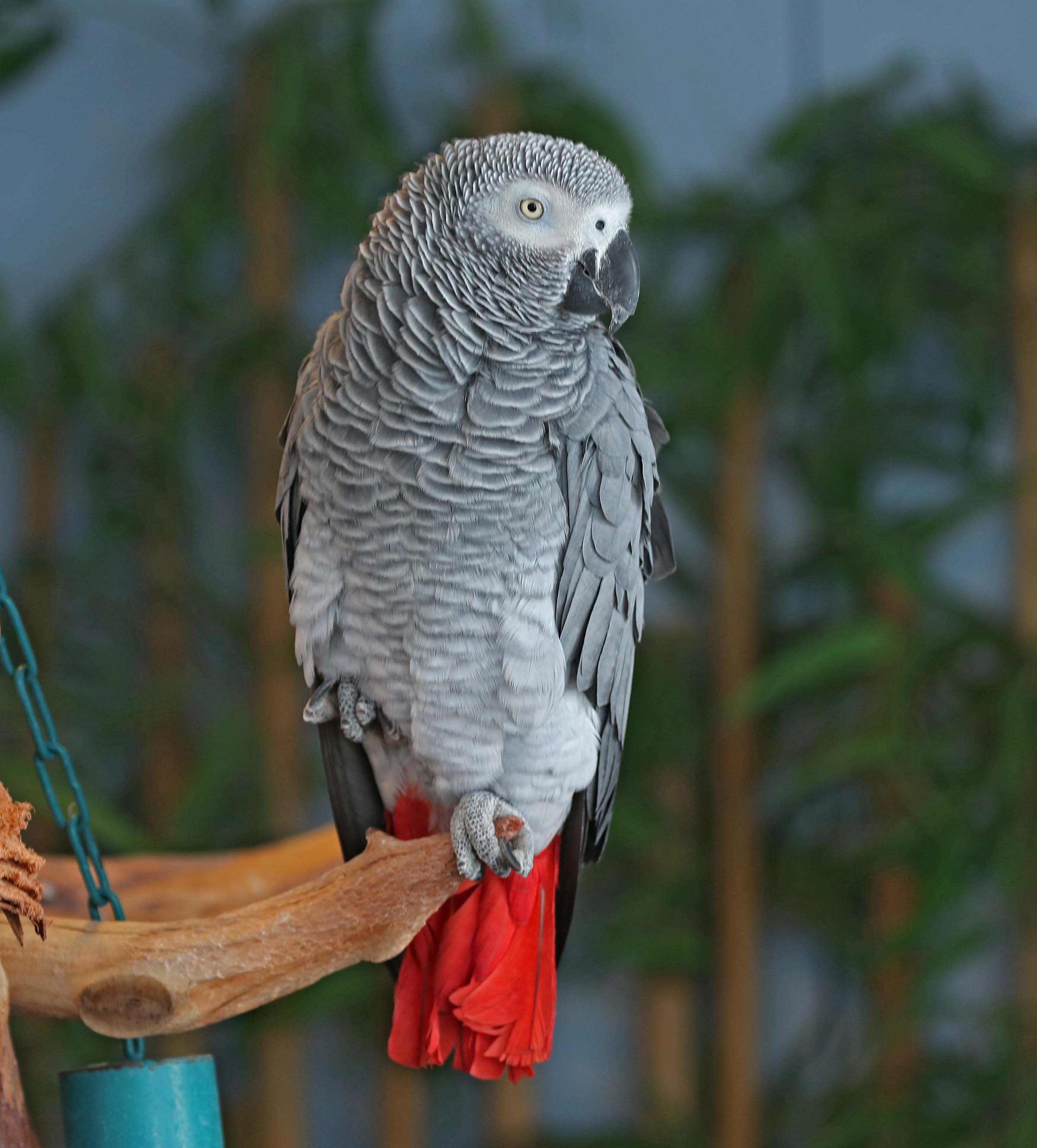 African Grey Parrot #20