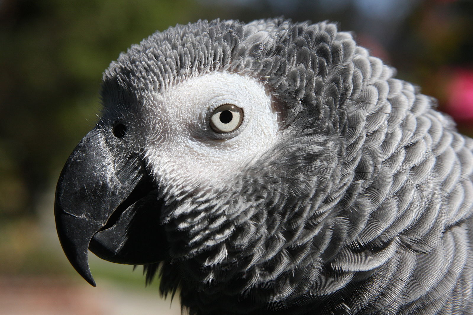 Nice wallpapers African Grey Parrot 1599x1066px