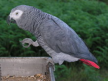 African Grey Parrot #17
