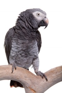 Images of African Grey Parrot | 200x300