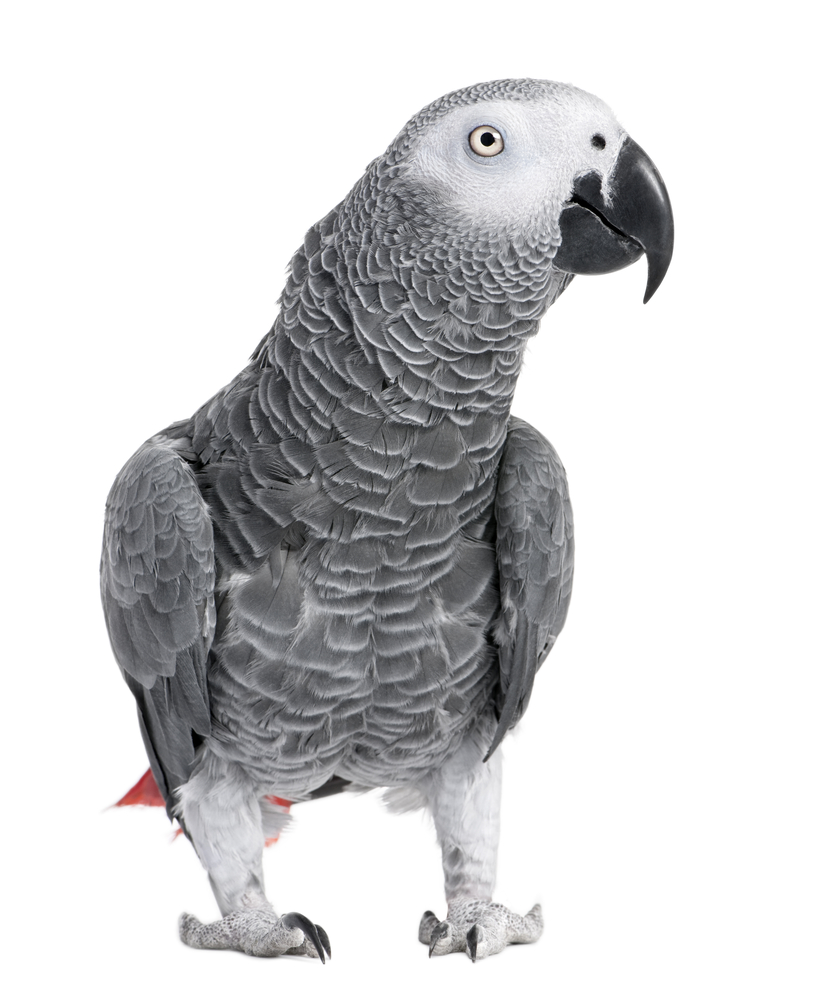 High Resolution Wallpaper | African Grey Parrot 826x1000 px